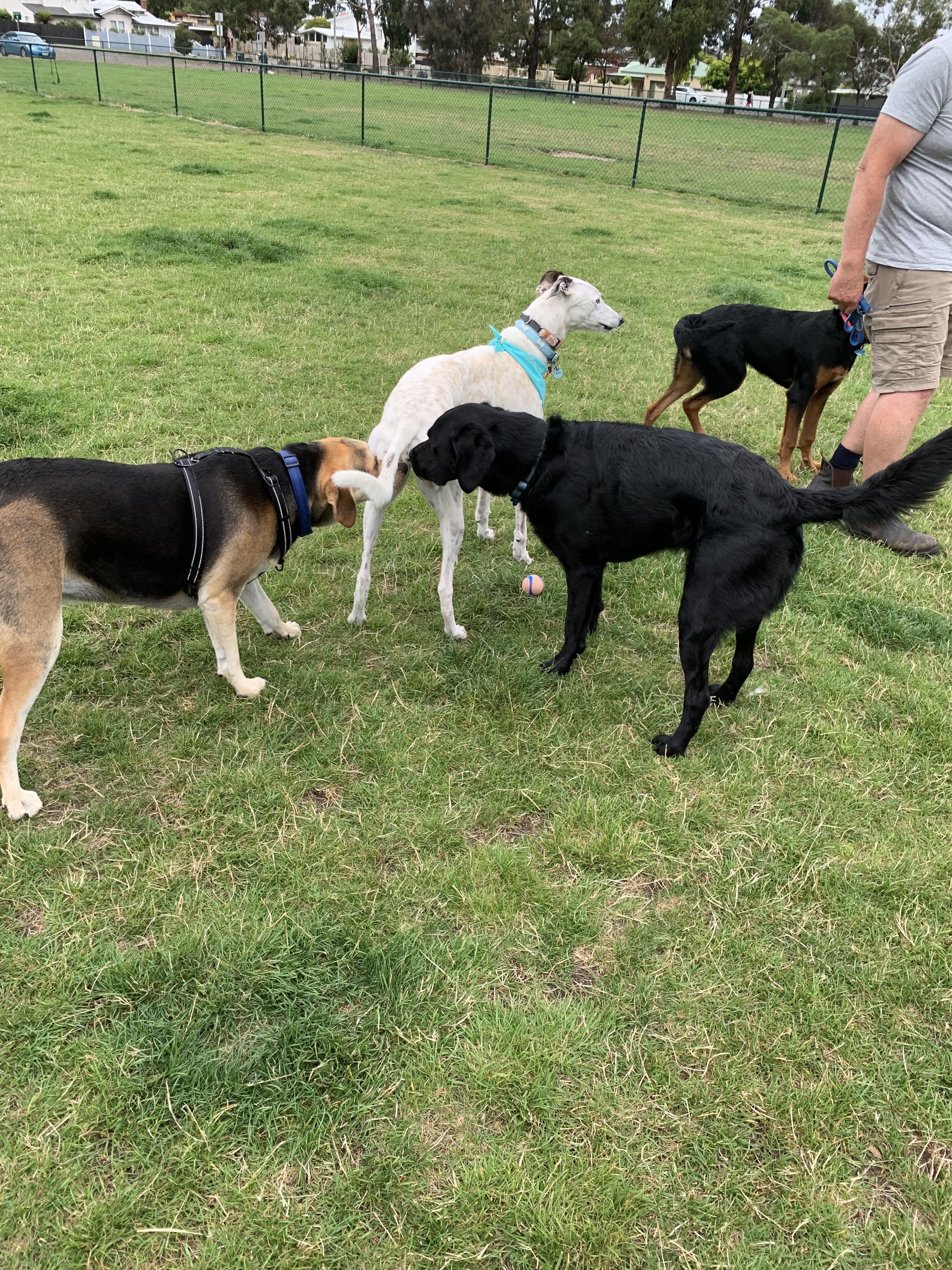 Buddy socialising at the dog park.