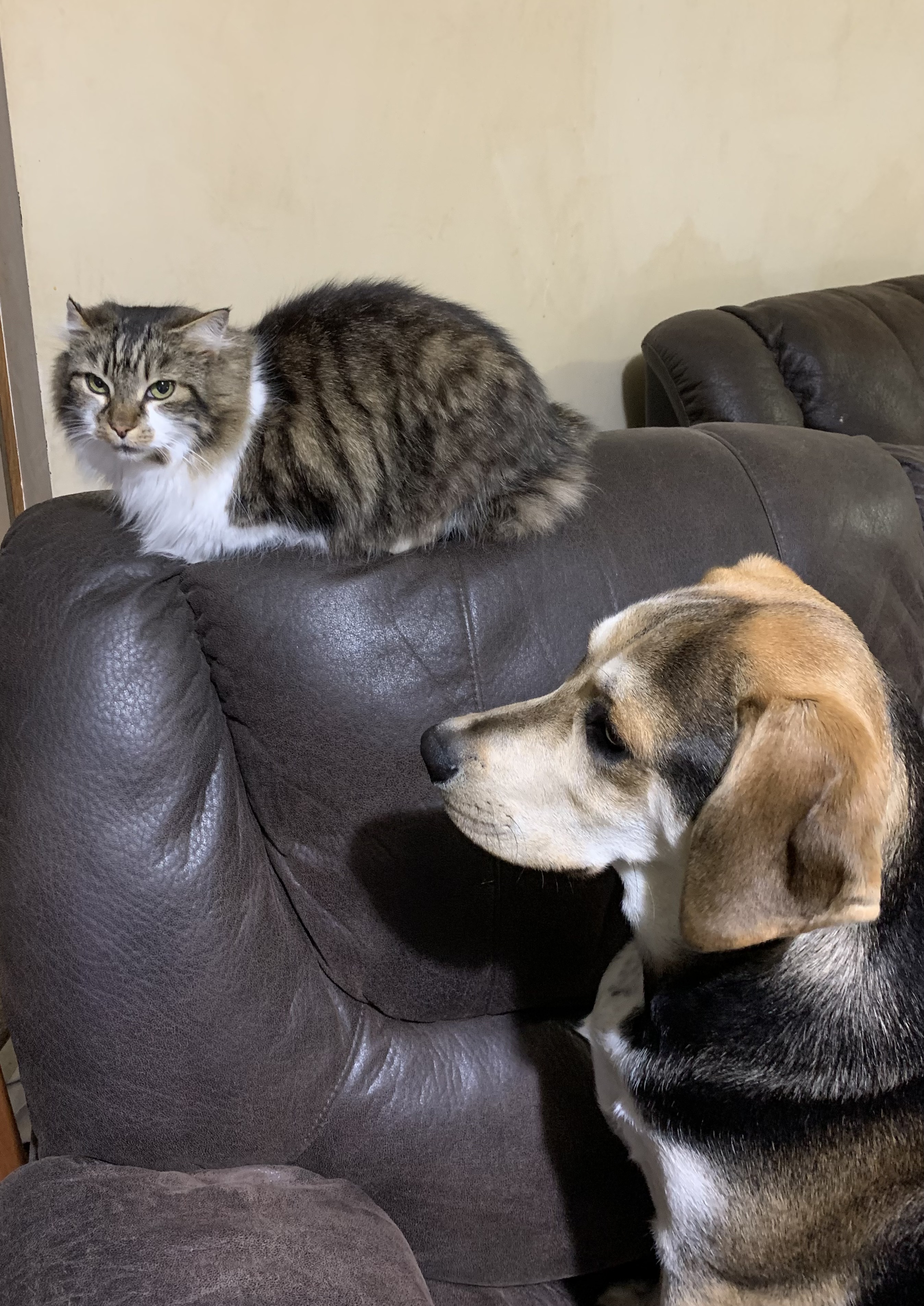 Buddy with a cat.