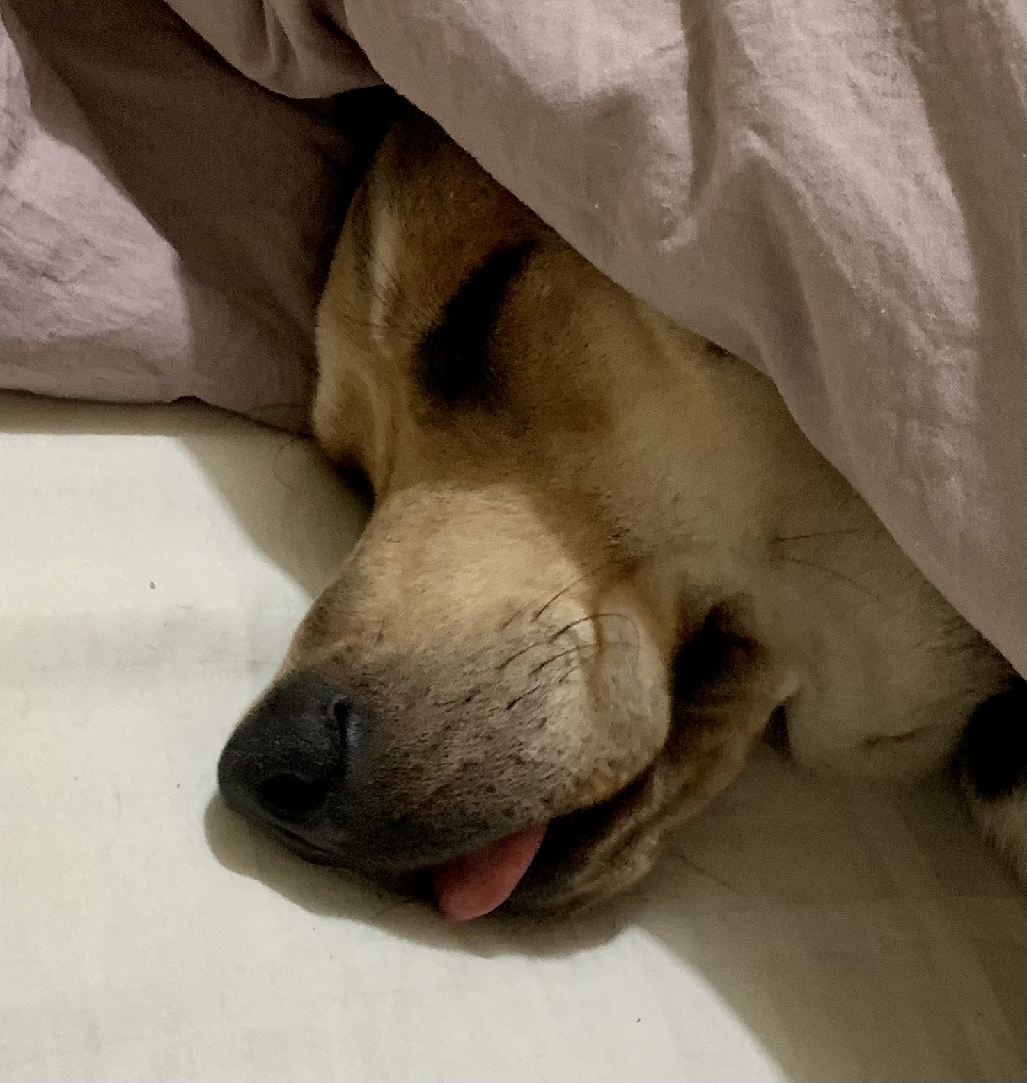 Buddy sleeping with his tongue sticking out.