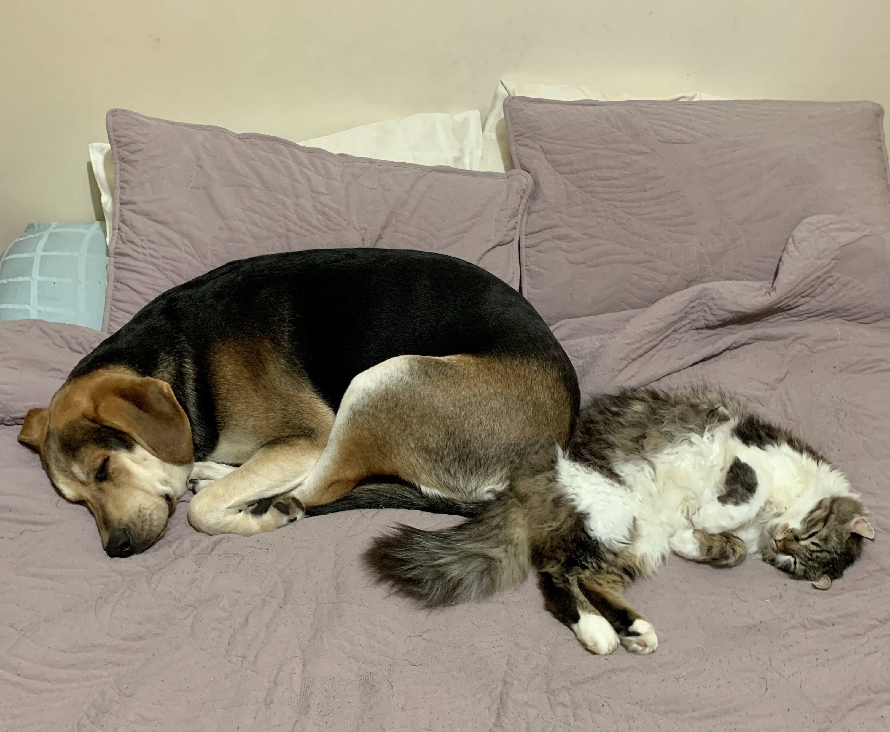 Buddy and a cat asleep on a bed.