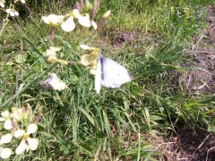 Image of a white cabbage moth.