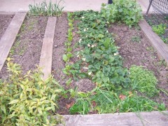 Image of a raised garden bed.