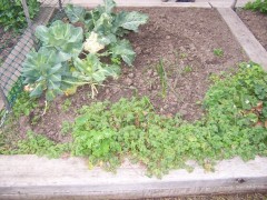 Image of another raised garden bed.