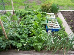 Many different plants in a bed.