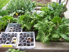 Garden with seedlings.