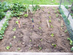 A bed of seedlings.