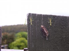 Brand new praying mantis hatchlings.