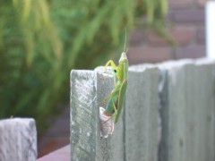 Praying mantis laying eggs.