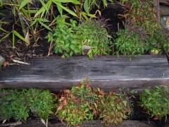 Plants bedded in mulch.